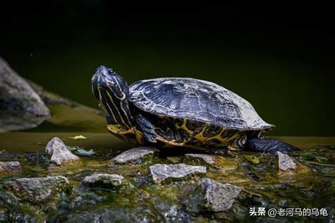 草龜巴西龜|草龜